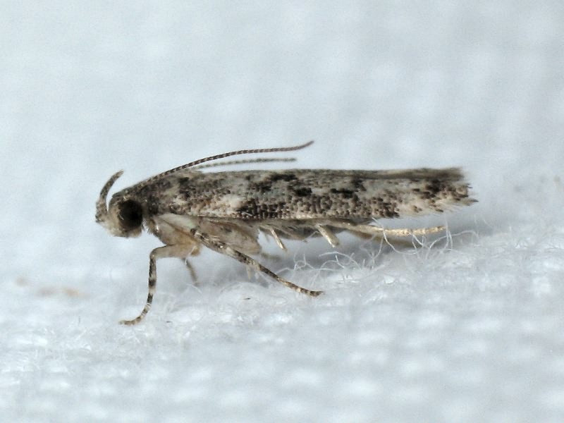 Lepidoptera